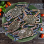 Blue Crab / நீல நண்டு