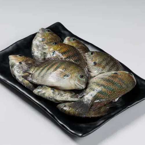 karifish Pearl Spot Fish / கரிமீன் - Image 1