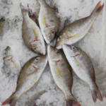 Asian Sea Bass Fish / கொடுவா மீன்