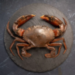 Live Mud crab / கழி நண்டு