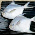 White Pomfret Fish / வெள்ளை வவ்வால் மீன்