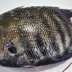 Karimeen(Pearl Spot) / பாப்பான் மீன்