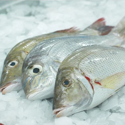 emperor-fish-400-500x500 Emperor (Vilai Meen) / விளை மீன் - Image 1