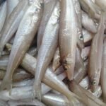 LF (Kizhanga Fish) / கிழங்கா மீன்