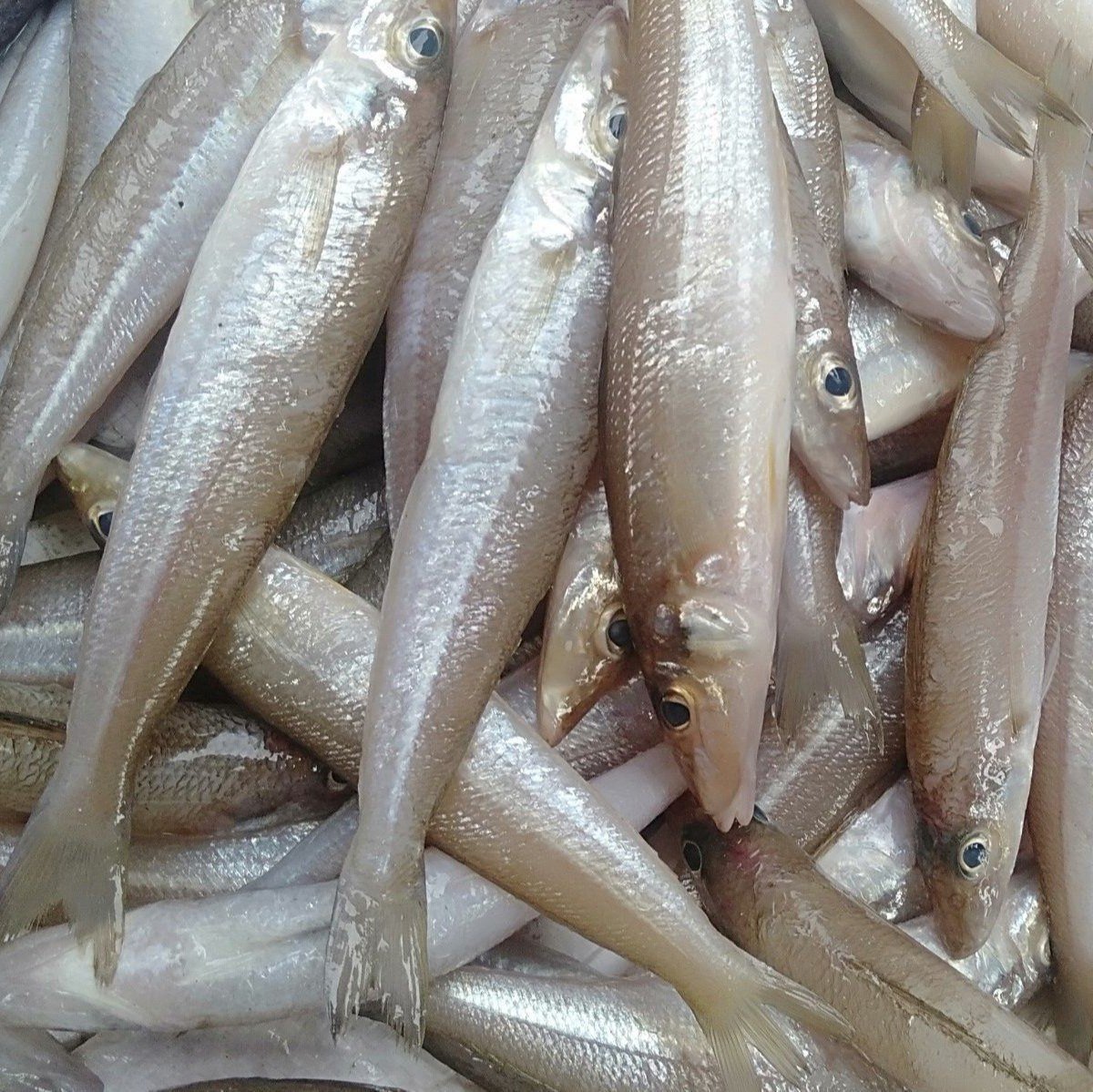 lady-fish4 LF (Kizhanga Fish) / கிழங்கா மீன் - Image 1